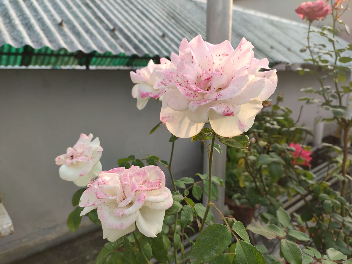 RedMagic 7 phone camera sample