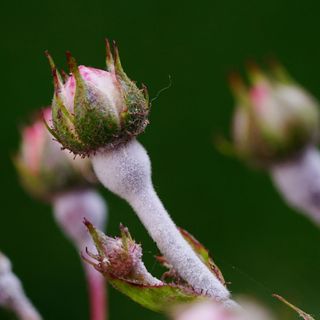 powdery mildew on rose buds - Artur Henryk Bialosiewicz - GettyImages-1254765044