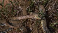 A green and yellow snake to the right of the image swallows a brown patterned snake, with only the smaller brown snake's tail visible poking out of the green snake's mouth. Both snakes are curled in the grass.