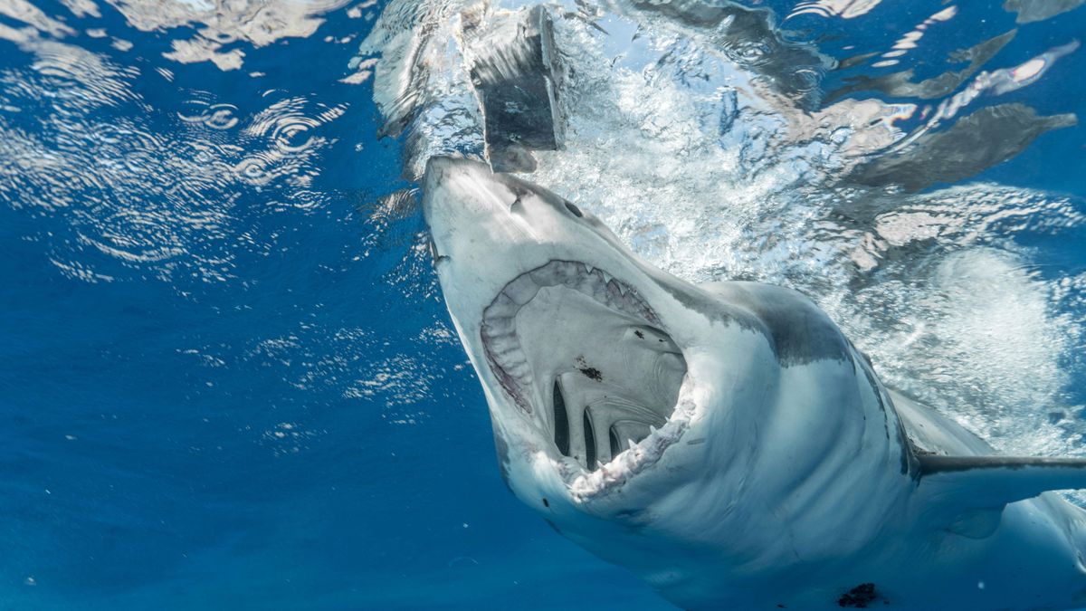 A shark underwater 