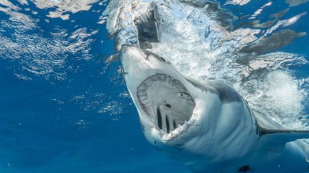 A shark underwater 