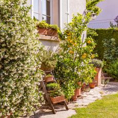 Potted plants in front of a house, including a lemon tree