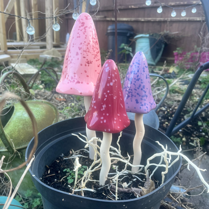 Close up of tinkling toadstools in my sisters garden. They are red, pink and purple in a black flower pot in a winter garden.