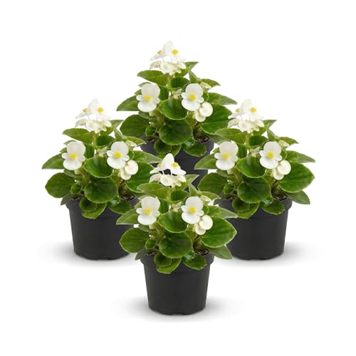 Live Begonia - Green Leaf Ambassador White (4 Per Pack), Beautiful Shade Annual, Ships 8" Tall by 4" Wide in 1 Pt Pot