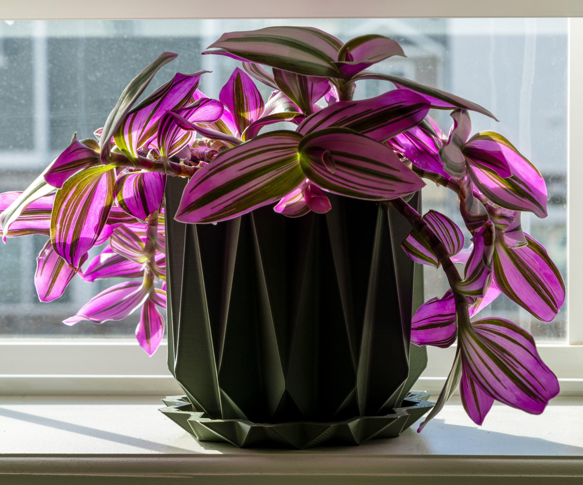 Tradescantia Nanouk (wandering jew) houseplant on the window. Close-up, selective focus