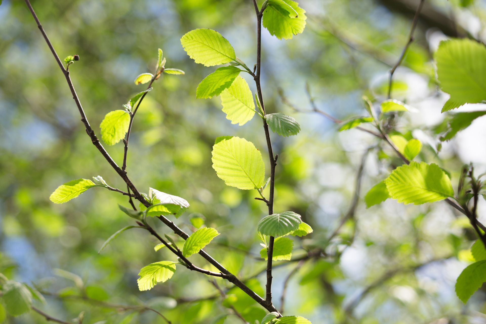 Alder in sunlight
