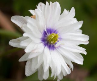 Double blue and white wood anemone 'Blue Eyes', which thrive in a wooded area
