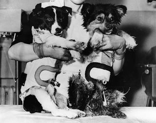 The Soviet space dogs Veterok and Ugolyok, still in their spacesuits, after their historic 22-day space mission in February 1966.