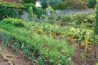 vegetable garden ideas leigh clapp