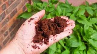 used coffee ground in hand 