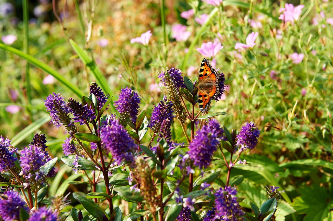 flower garden with butterflies