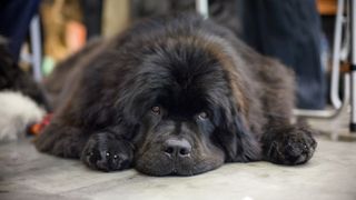 Large Newfoundland lying down