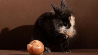 black rabbit with face markings facing away from an onion