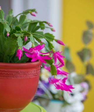 Pink Christmas cactus in pot