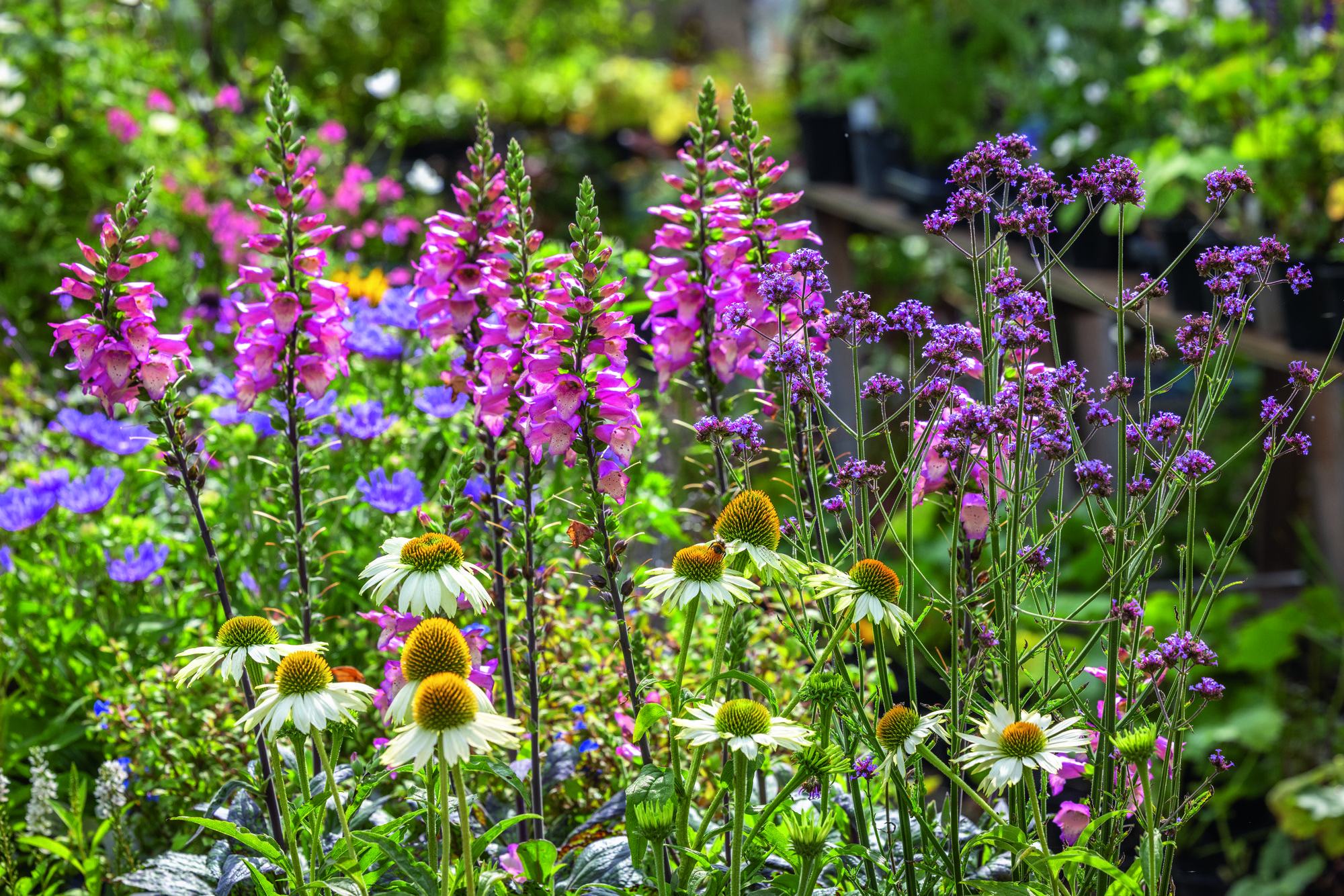 Digitalis Digiplexis 'Illumination Raspberry' syn. Digitalis &amp;times; valinii Illumination Raspberry (Illumination Series), Digitalis &amp;times; valinii Illumination Cherry Brandy - Foxglove - with Verbena bonariensis and Echinacea purpurea 'White Swan'