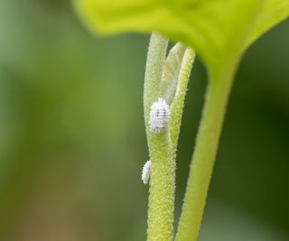 Mealybug close up on green leaves