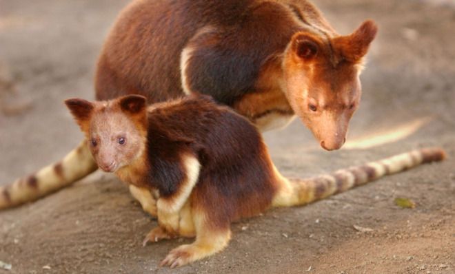 Tree kangaroo