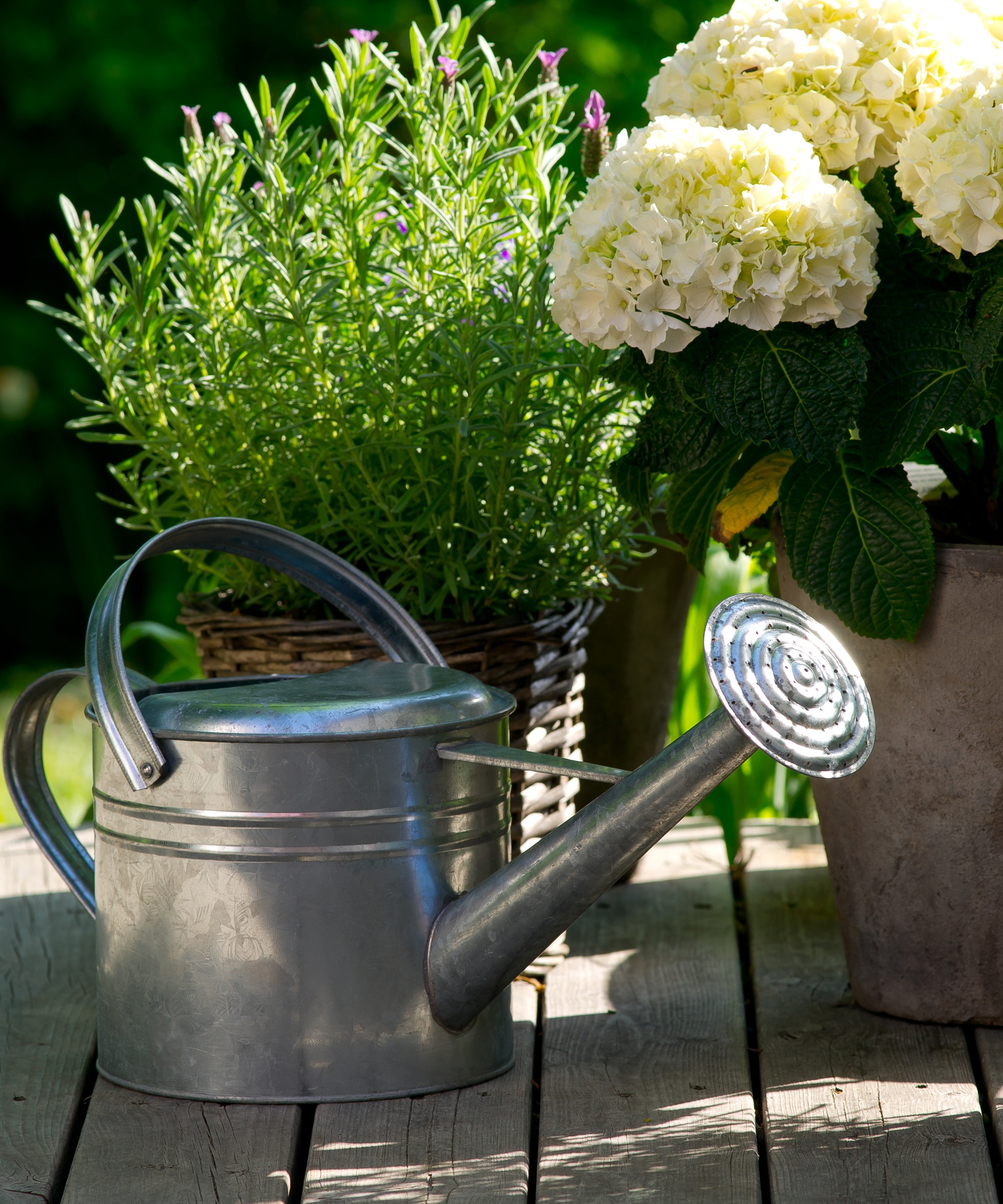 Watering can by potted hydrangea