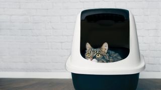 Do cats fart - cat in litterbox looking out