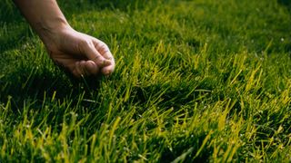 hand picking grass