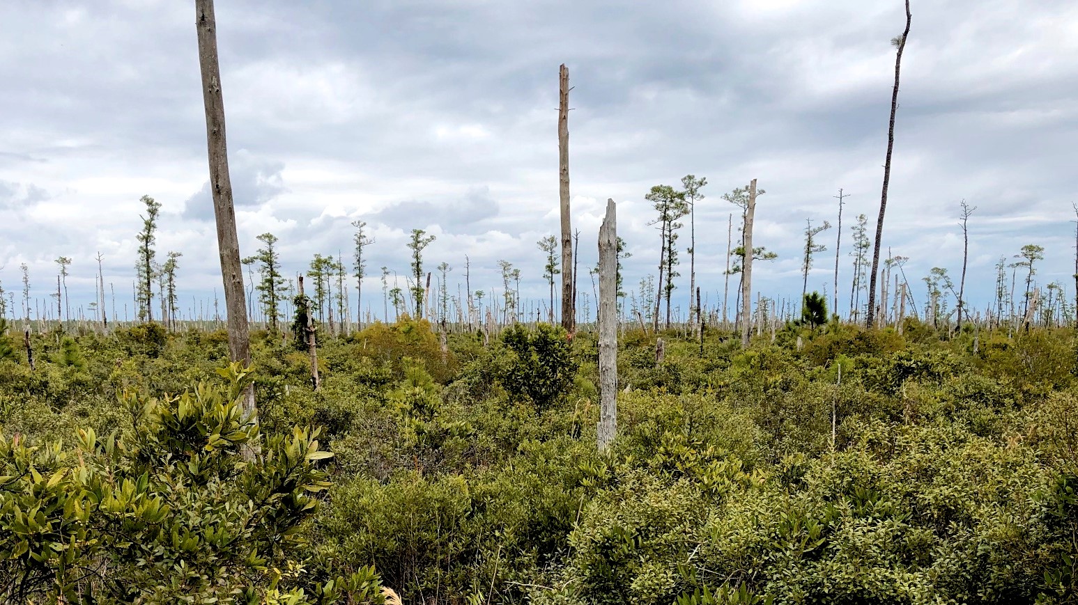 Eerie white tree trunks cover the landscape.