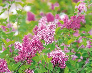 Flowers of repeat blooming lilac Josee