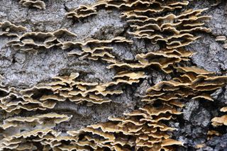 Viltrox AF 85mm F1.4 Pro lens sample gallery: tree bark covered in fungi