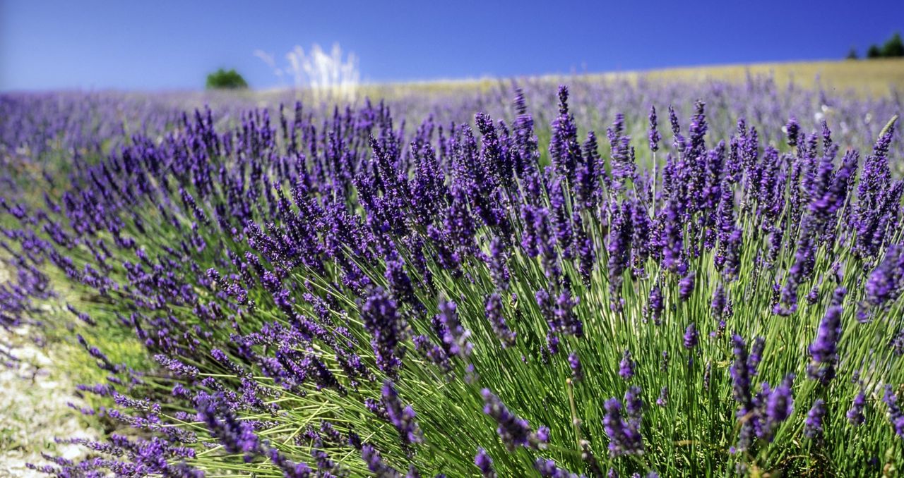 Lavender growing in the sunshine