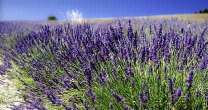 Is lavender drought tolerant? Experts offer their advice