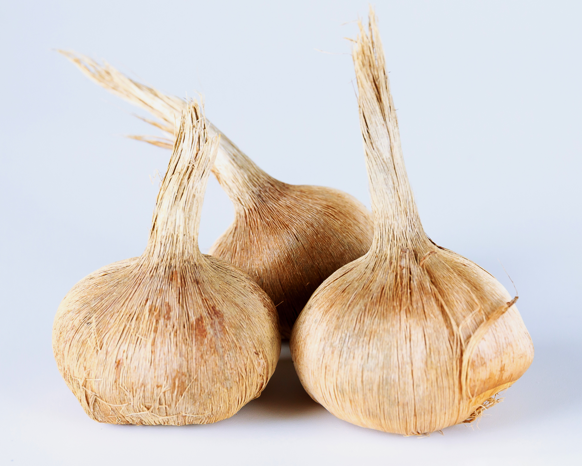 Crocus bulbs sativus on a white background. Bulbs for planting saffron, for getting the most expensive spice saffron.