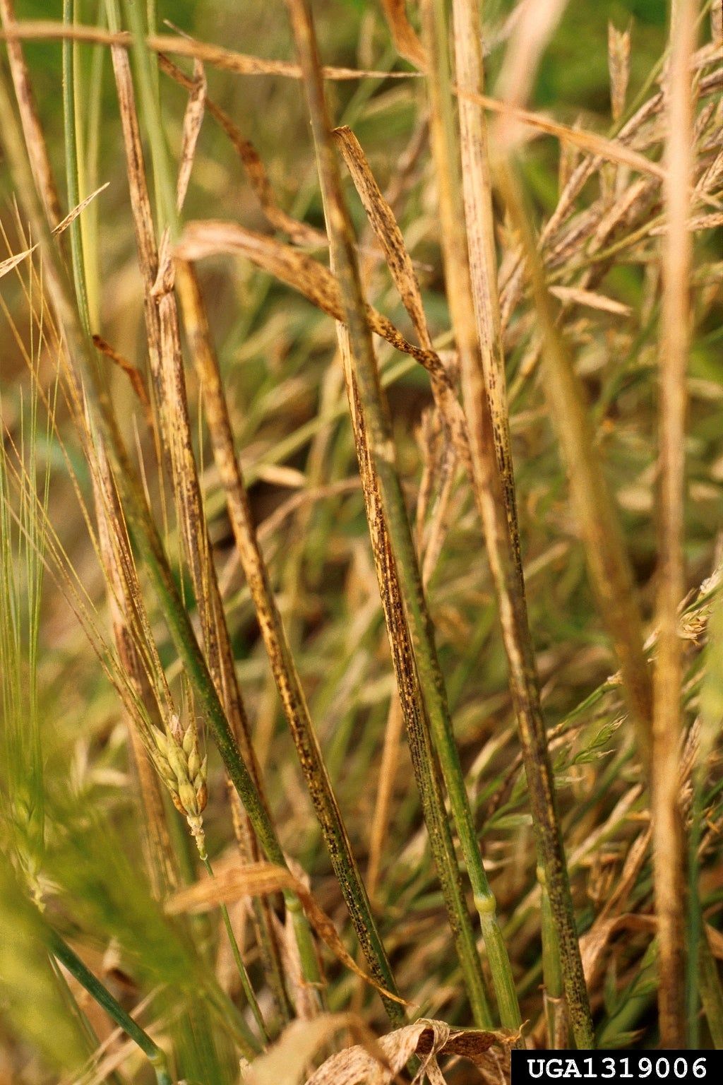 Leaf Rust On Barley Plant