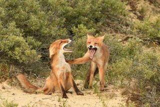 Comedy Wildlife Photo Awards 2022