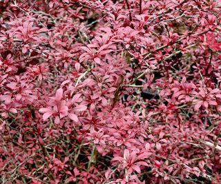 Deep red leaves on a barberry shrub