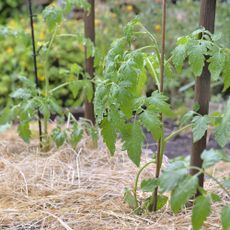 Tomato plants mulched with straw