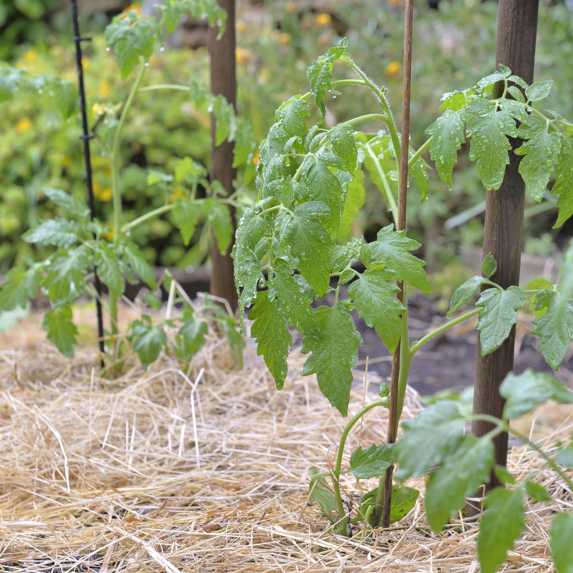 Tomato plants mulched with straw