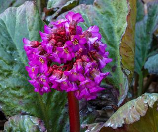 bergenia ‘Ballawley’ flowering in spring