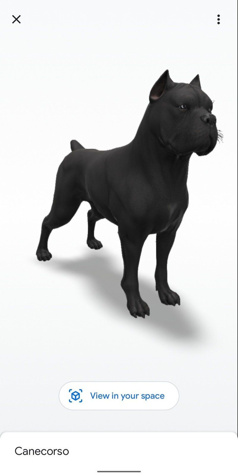 Canecorso