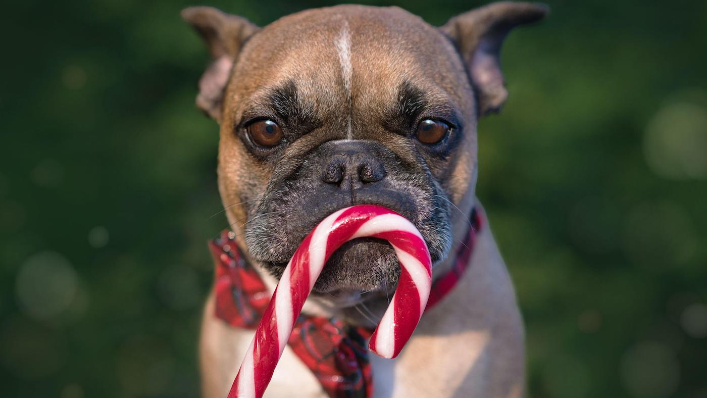 French Bulldog dog with striped Christmas candy cane in front of mouth on blurry green background