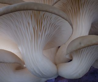 Up close shot of cultivated oyster mushrooms
