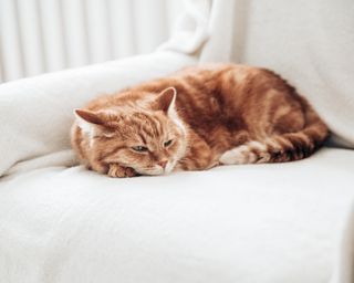 Orange cat sleeping on white chair