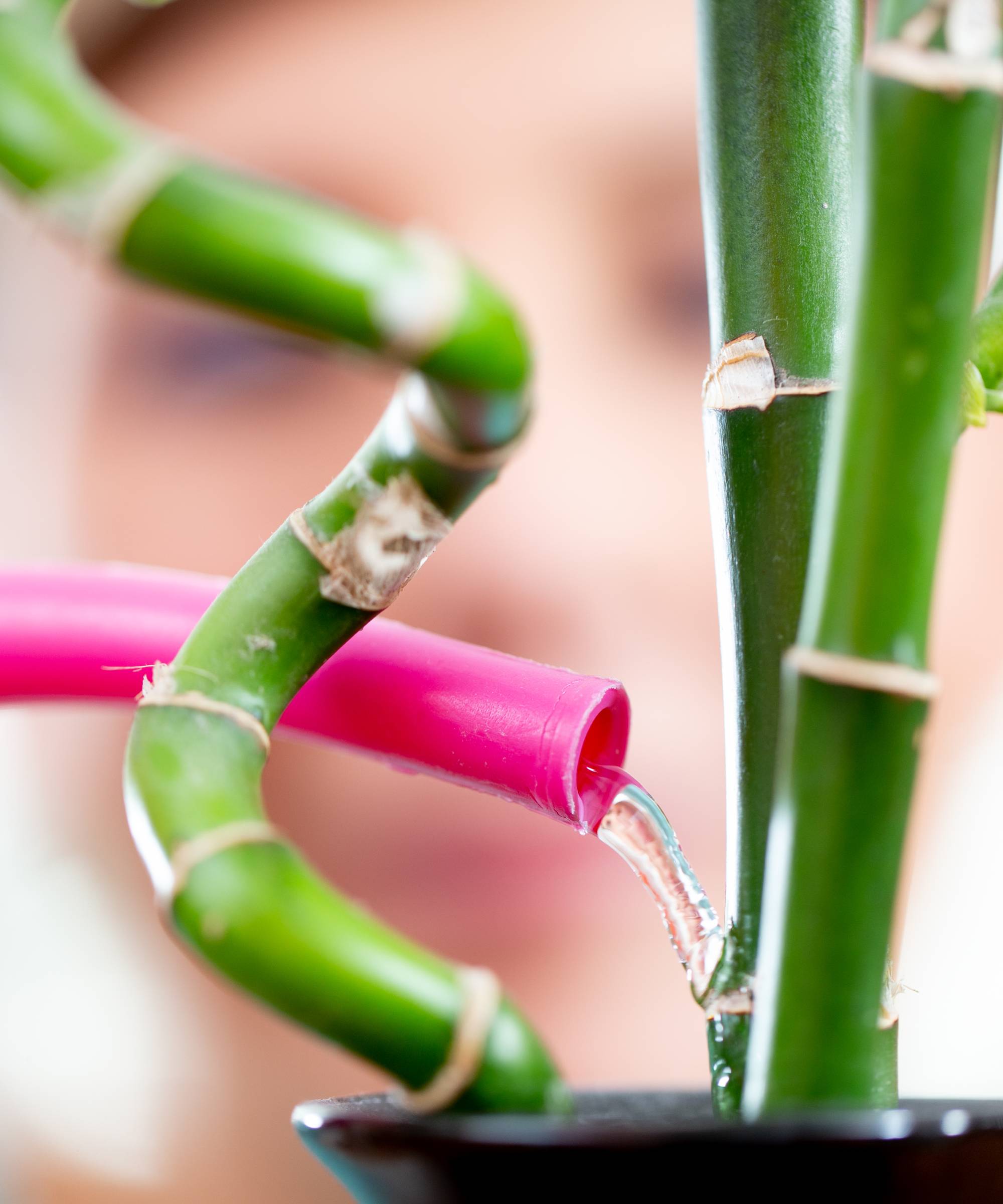 Watering lucky bamboo plant