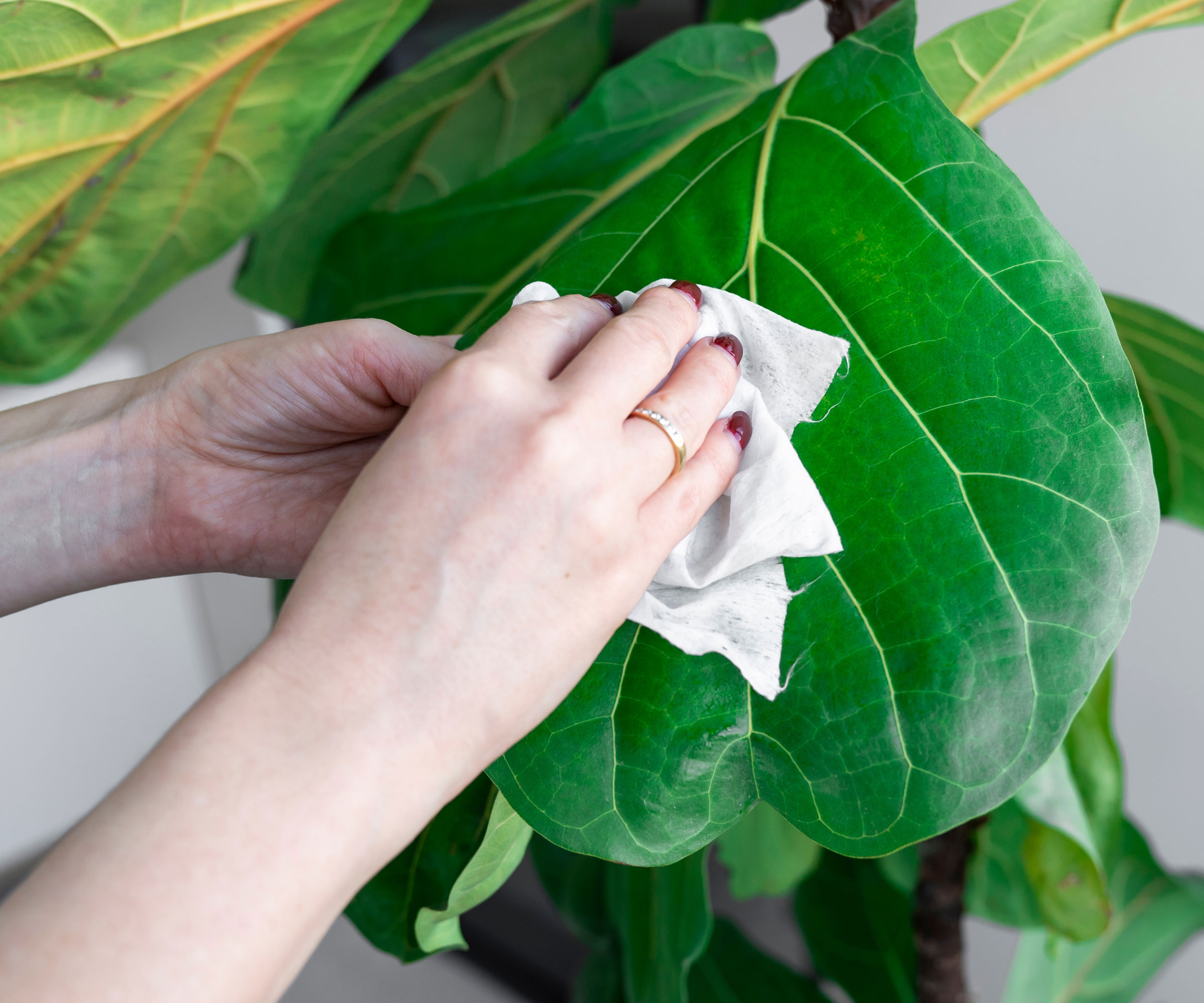rubbing fiddle leaf with neem oil solution