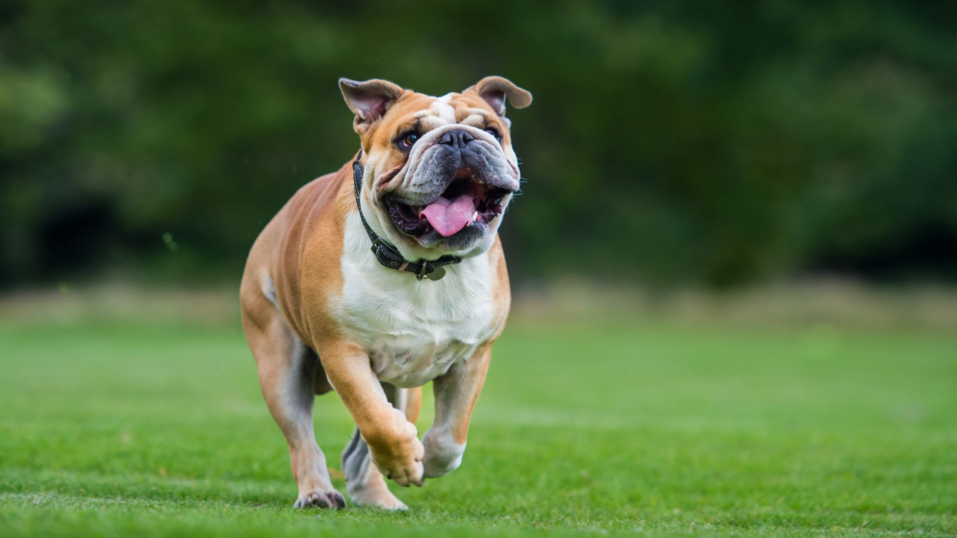 English Bulldog running in the grass