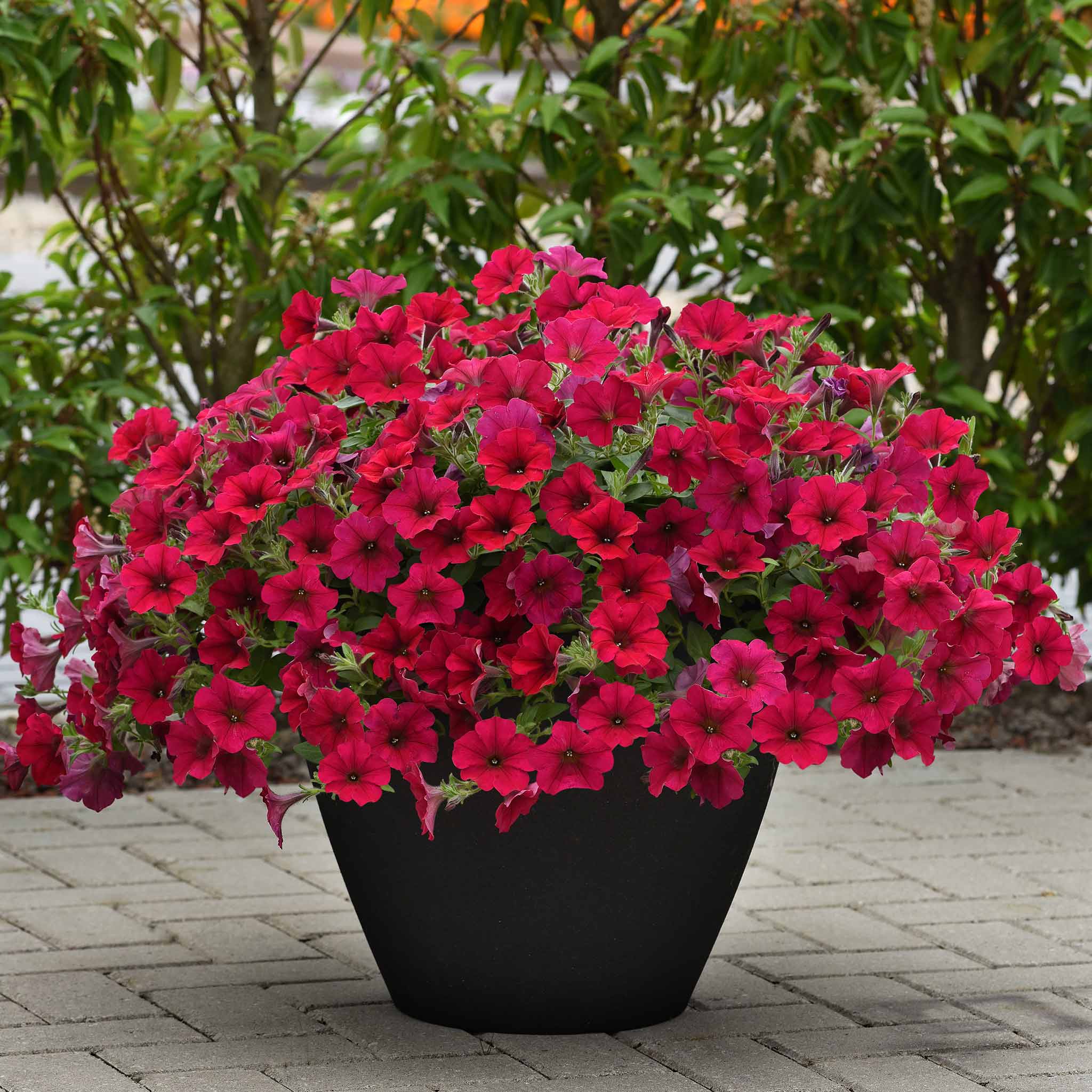 Petunia Seeds - Wave Carmine Velour