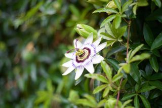 passionflower