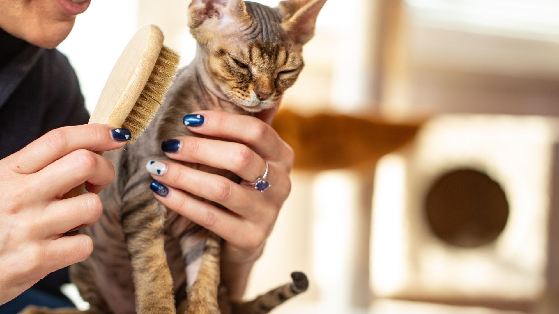 Devon Rex being groomed with a cat brush