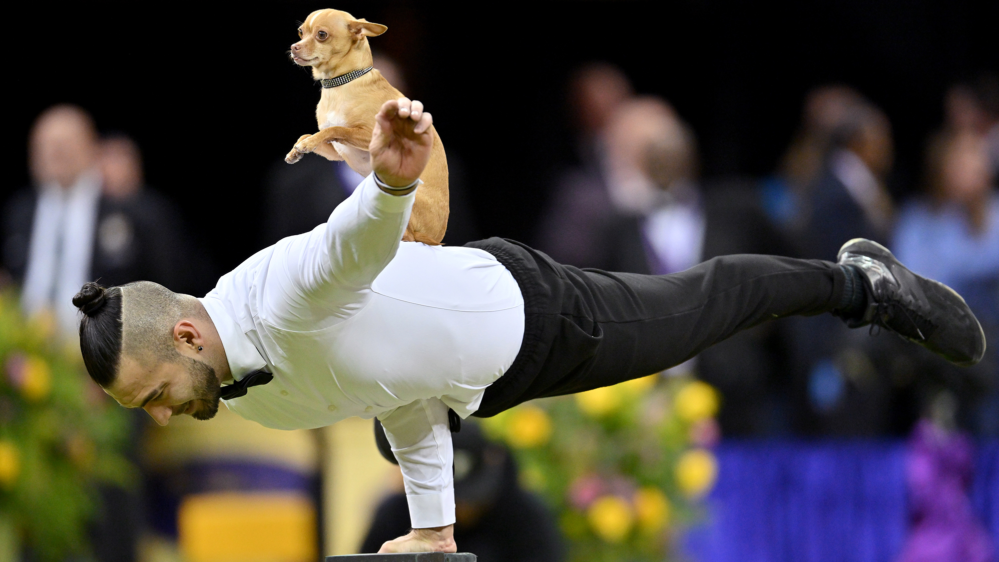 Christian Stoinev and his chihuahua, Scooby, perform during the 150th Westminster Kennel Club Dog Show at Madison Square Garden in New York City