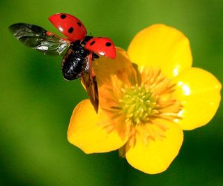 Ladybird in flight over a buttercup flower