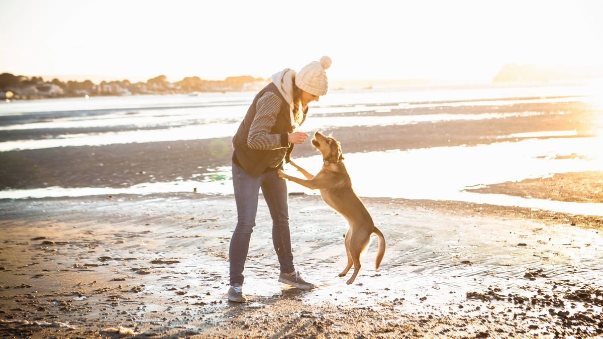 Dog jumping up on owner at the beach