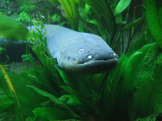 Electric eel, shock